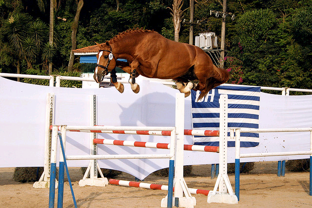 Show de sela pulando obstáculos a cavalo Equitação Saltar loja de